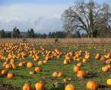 Pumpkin patch and 'cross racers © Josh Liberles