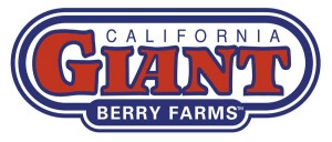 Cal Giant Berry Logo_pms