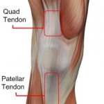 Quad tendon - apparently important for pedaling