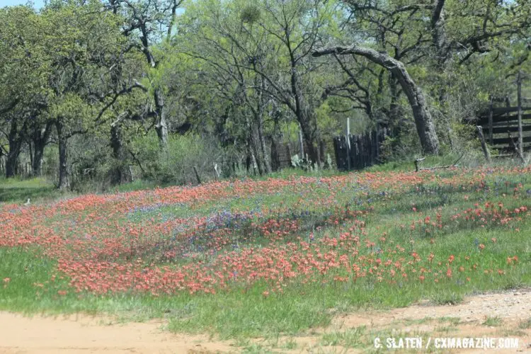 Central Texas is known for spring wildflowers. 2016 Castell Grind. © Curt Slaten