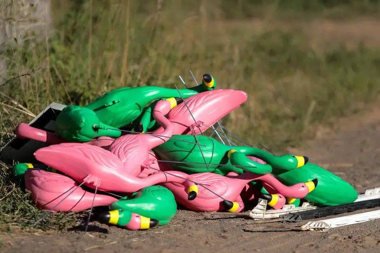 Some of the flamingos that lined the course, resting. Photo: Bruce Buckley.