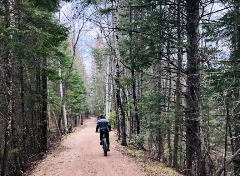 Gravel Race Bears! at the Bear 100 in Wisconsin's Northwoods