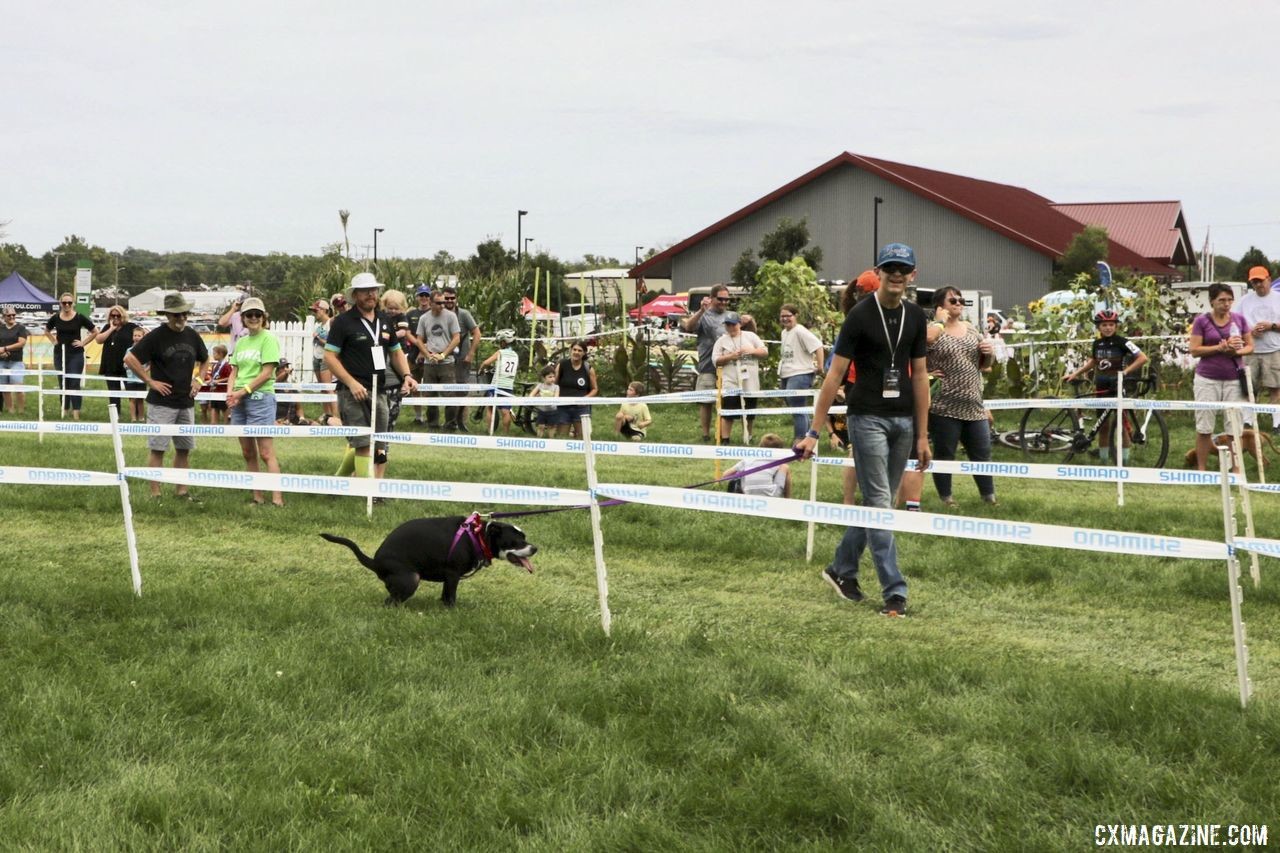 If you gotta go, you gotta go. 2019 Doggie Cross, Jingle Cross World Cup. © D. Mable / Cyclocross Magazine