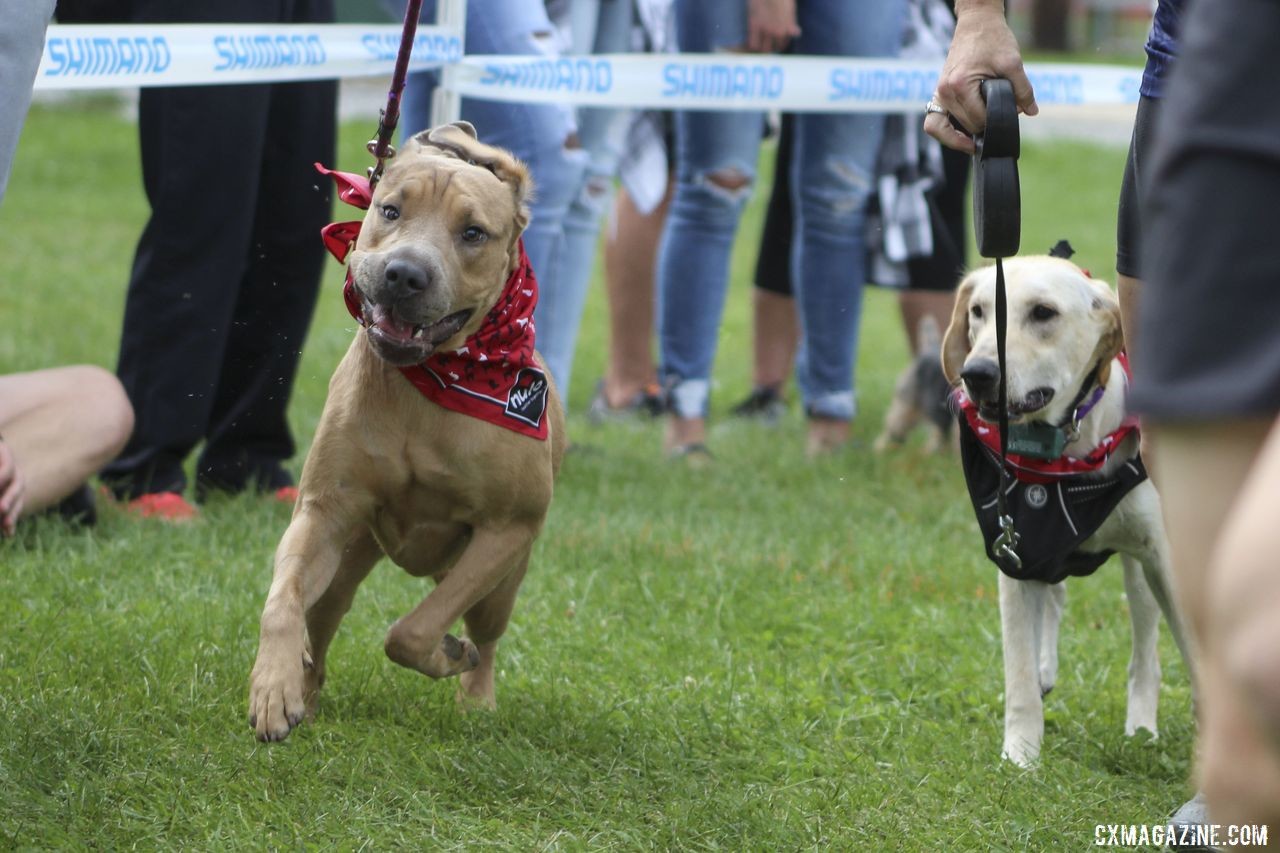 A dog takes the outside line on a corner. 2019 Doggie Cross, Jingle Cross World Cup. © Z. Schuster / Cyclocross Magazine