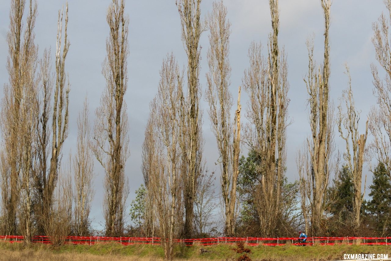 Riders are dwarfed by the old poplars lining the upper part of the course. Masters Women 55-59. 2019 Cyclocross National Championships, Lakewood, WA. © D. Mable / Cyclocross Magazine